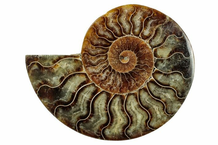 Cut & Polished Ammonite Fossil (Half) - Madagascar #345642